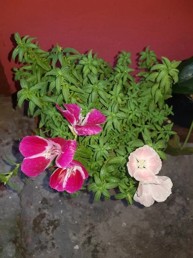 Godetia — fruit