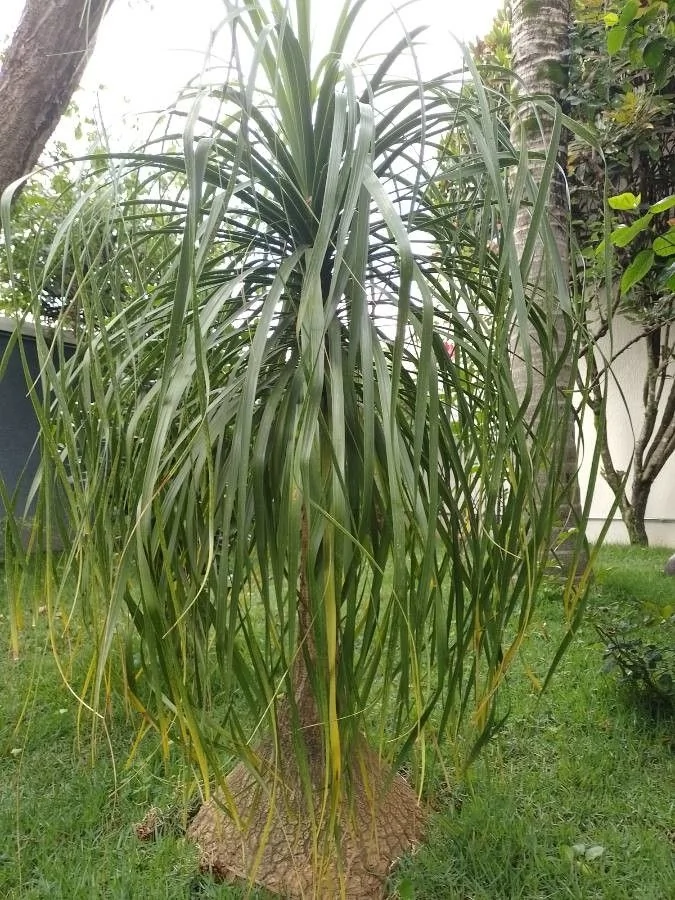 Beaucarnea — port
