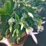 Cactus de Noël — port