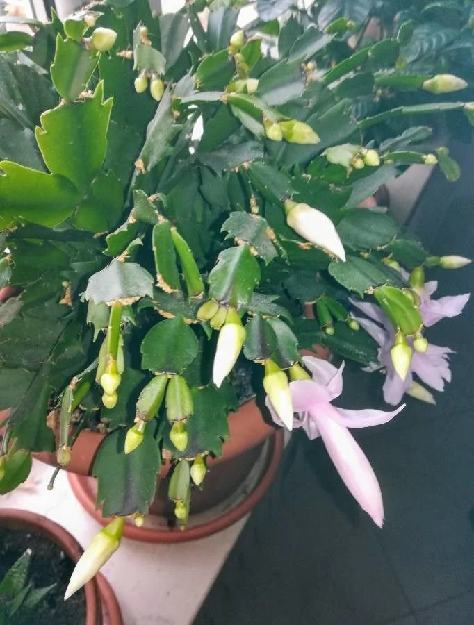Cactus de Noël — port
