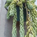 Sedum de Morgan — port