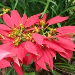 Poinsettia — port