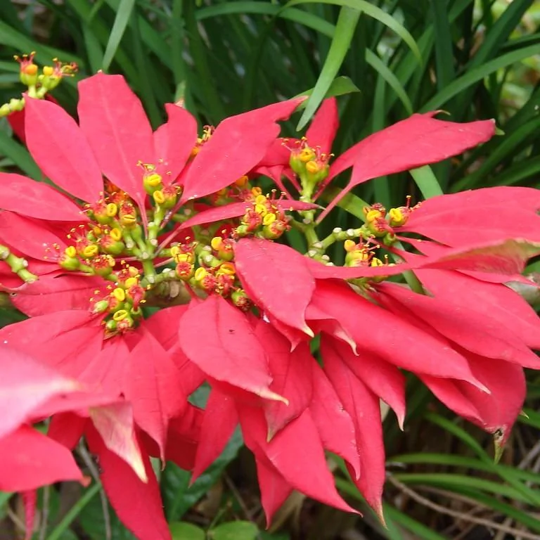 Poinsettia — port
