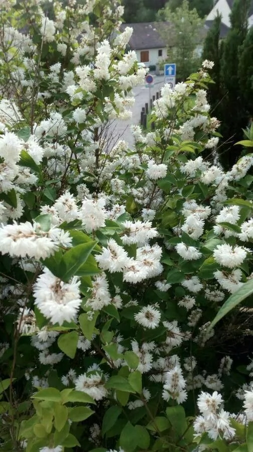 Deutzia — port