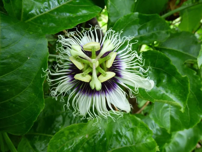 Passiflore comestible — fleur