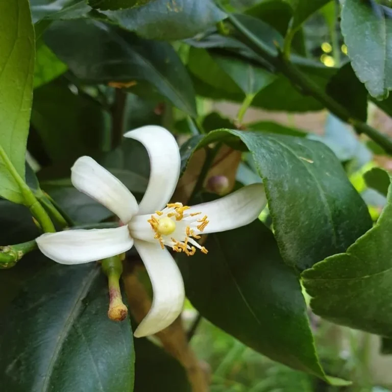 Citronnier — fleur