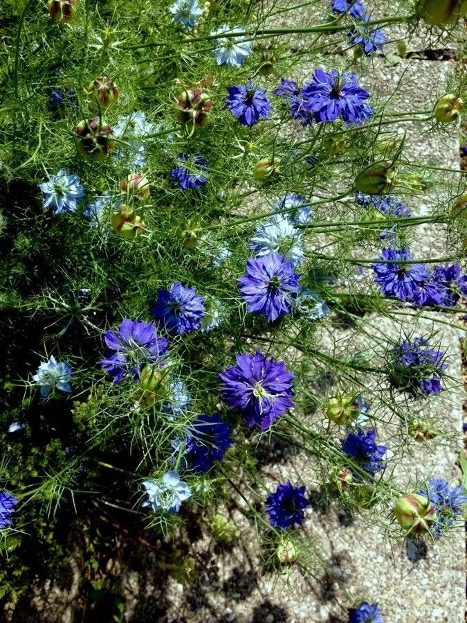 Nigelle de Damas — port