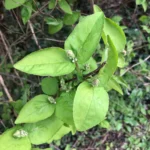 Deutzia — observation