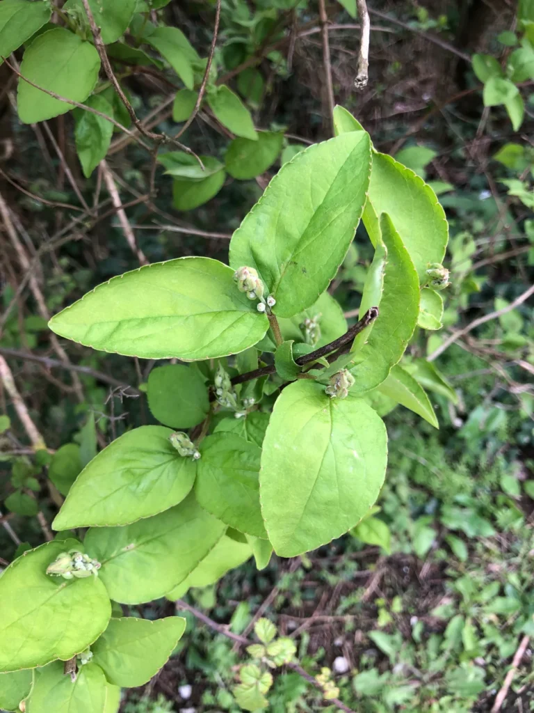 Deutzia — observation