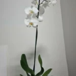 Orchidée papillon — port