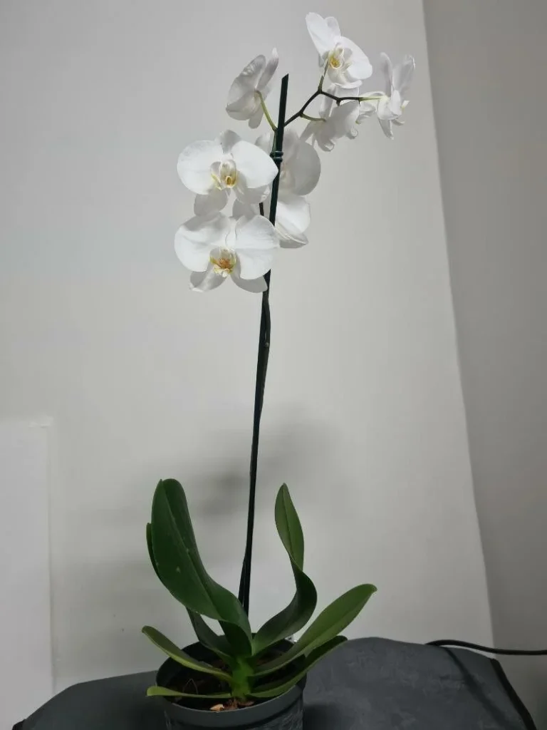 Orchidée papillon — port