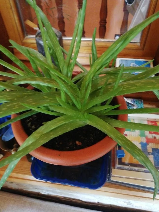 Aloe vera — feuillage