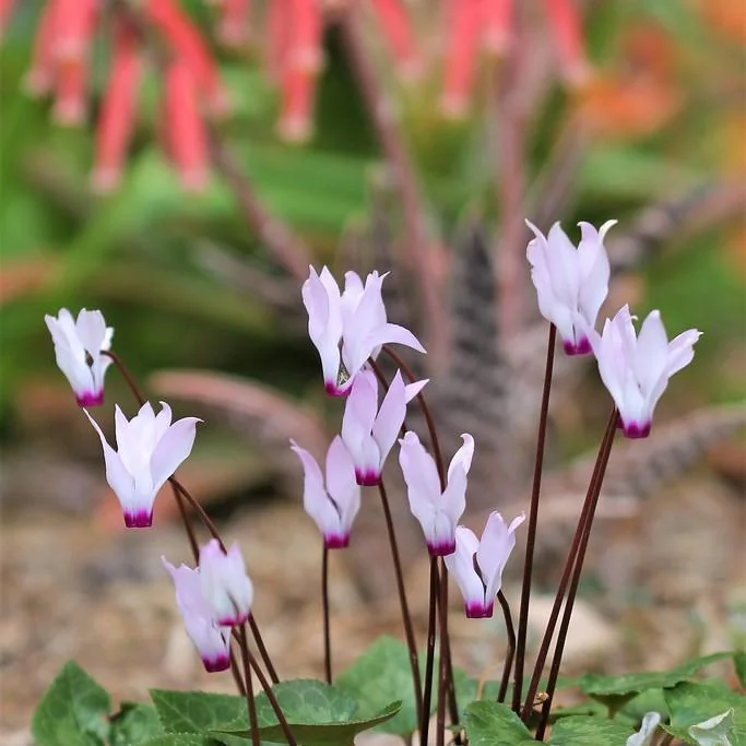 Cyclamen — port