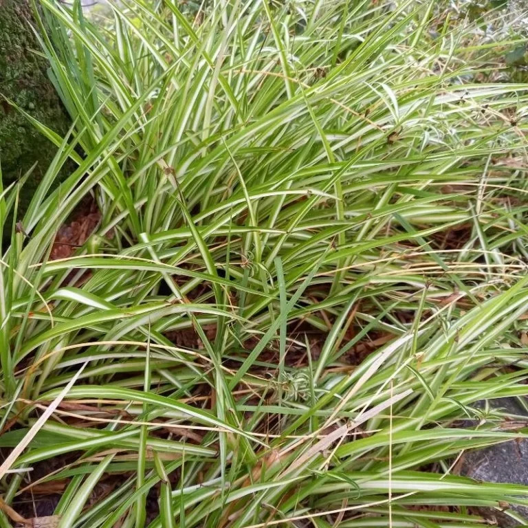 Chlorophytum — port