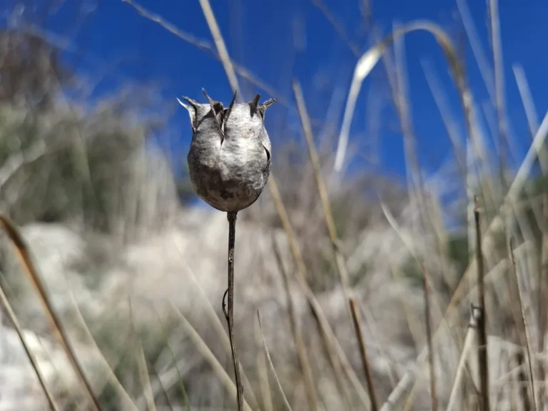 Nigelle de Damas — observation