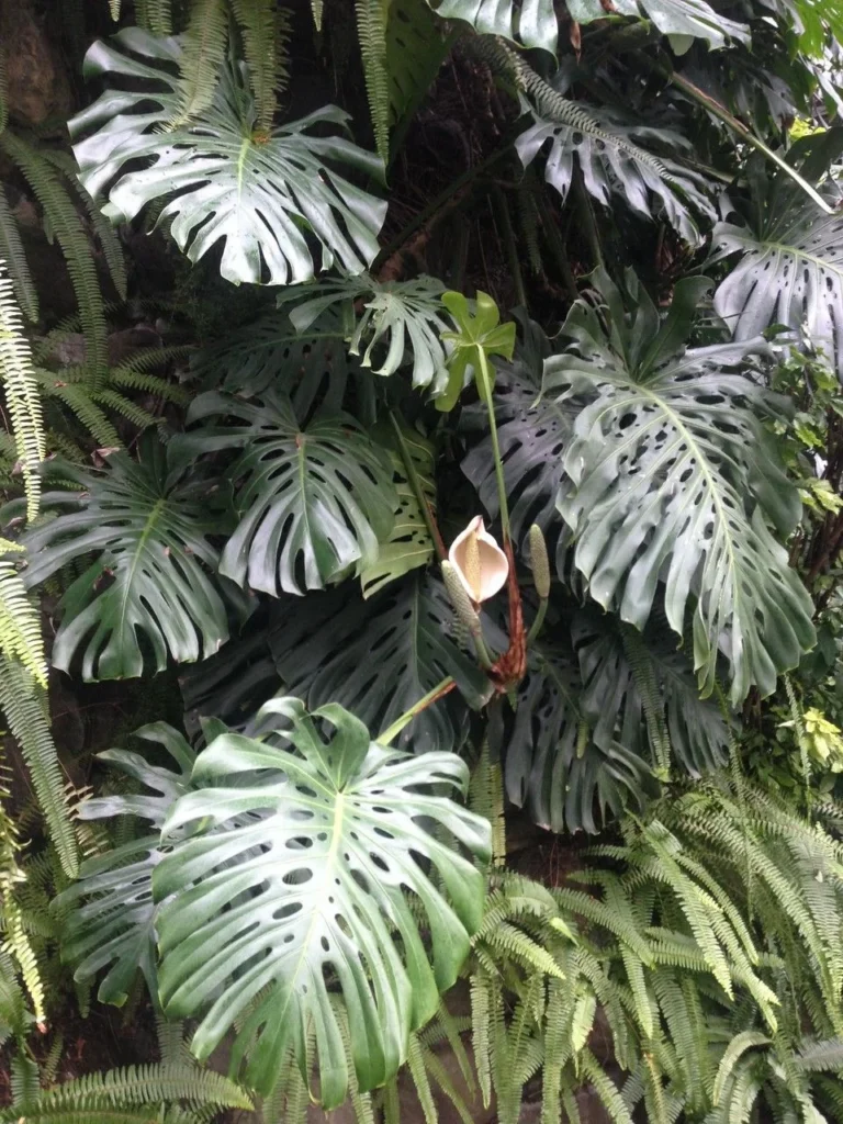 Monstera — port