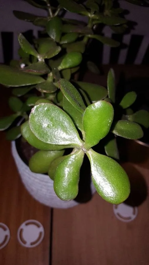 Crassula — feuillage