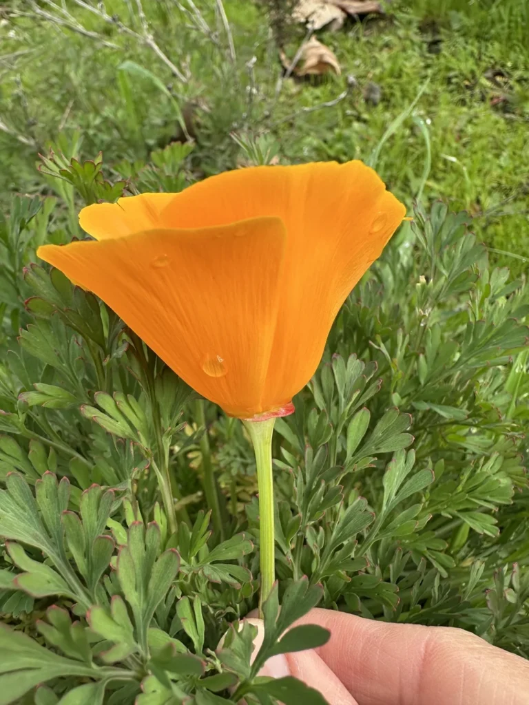 Pavot de Californie — observation