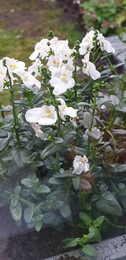 Diascia — feuillage