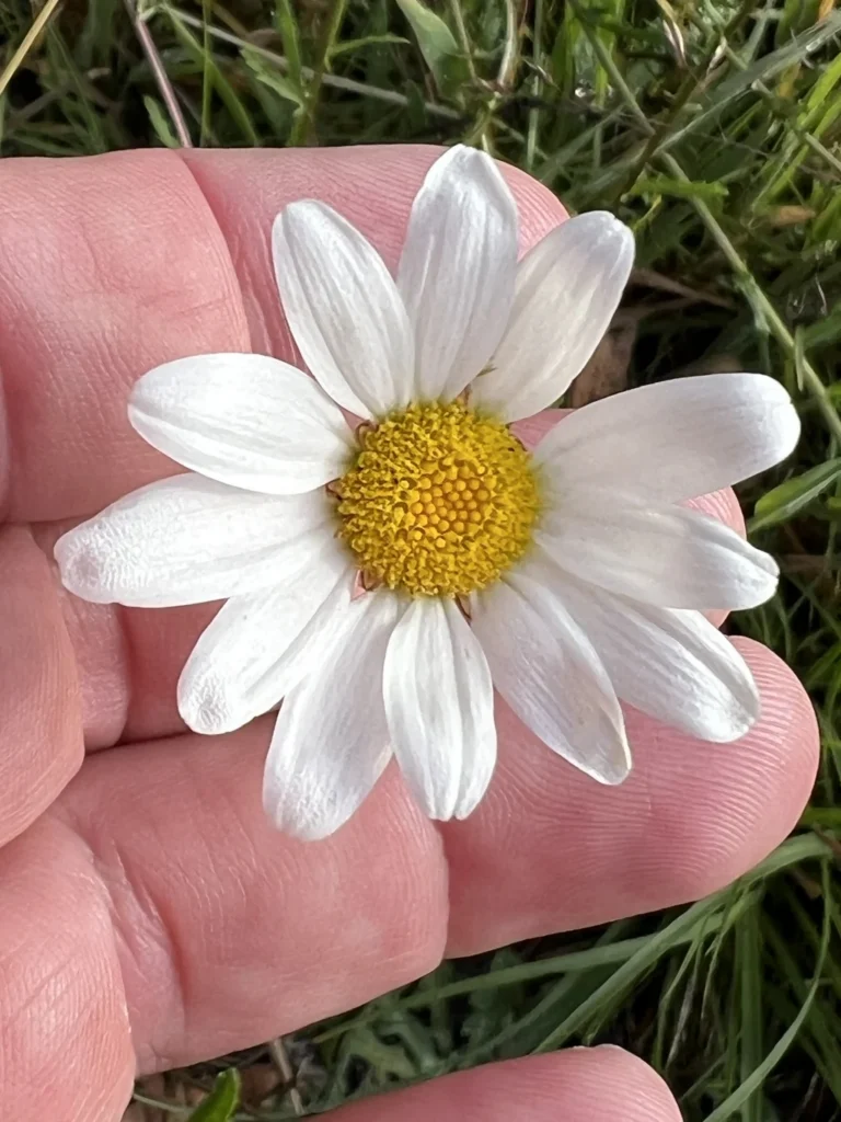 Marguerite — observation