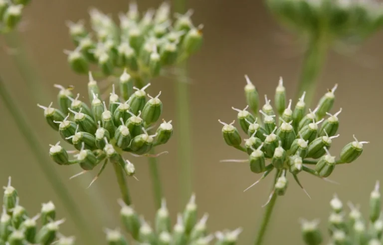 Ammi — fruit