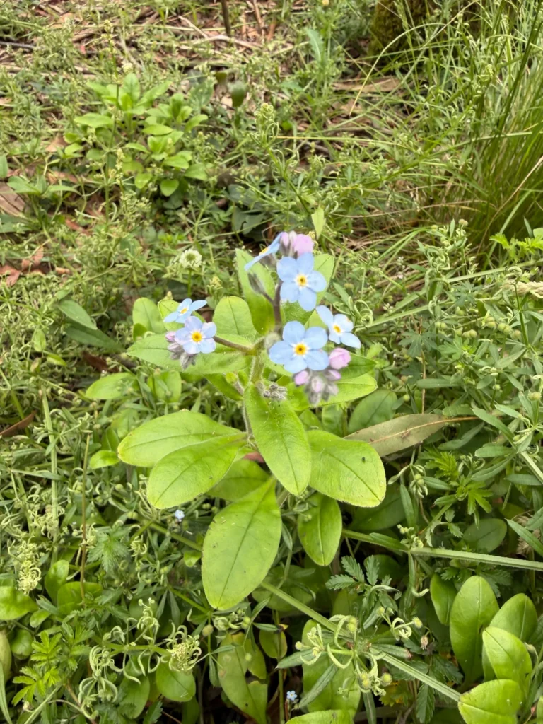 Myosotis — observation