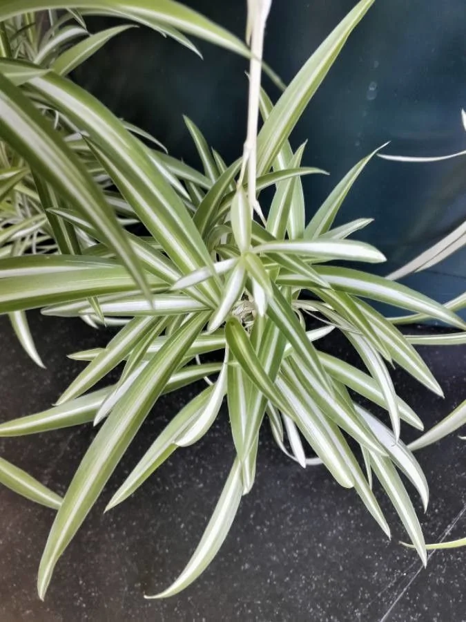 Chlorophytum — feuillage