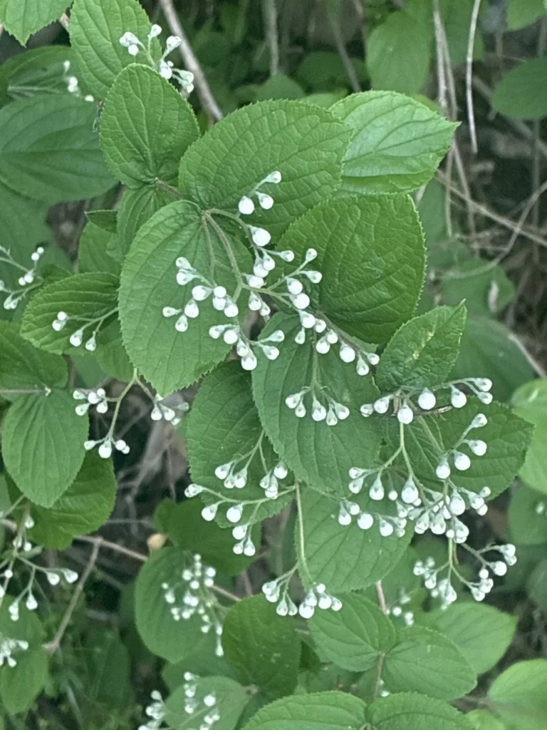 Deutzia — observation