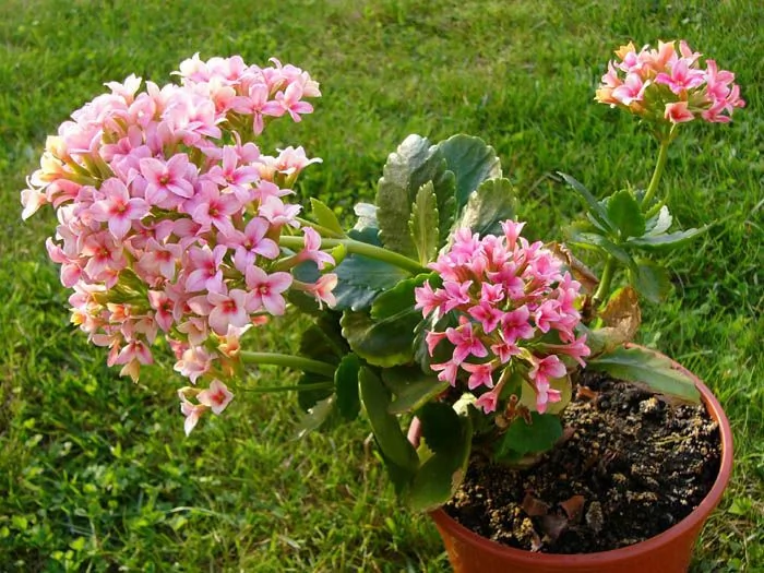 Kalanchoe — fleur