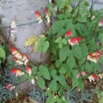Mina lobata — port