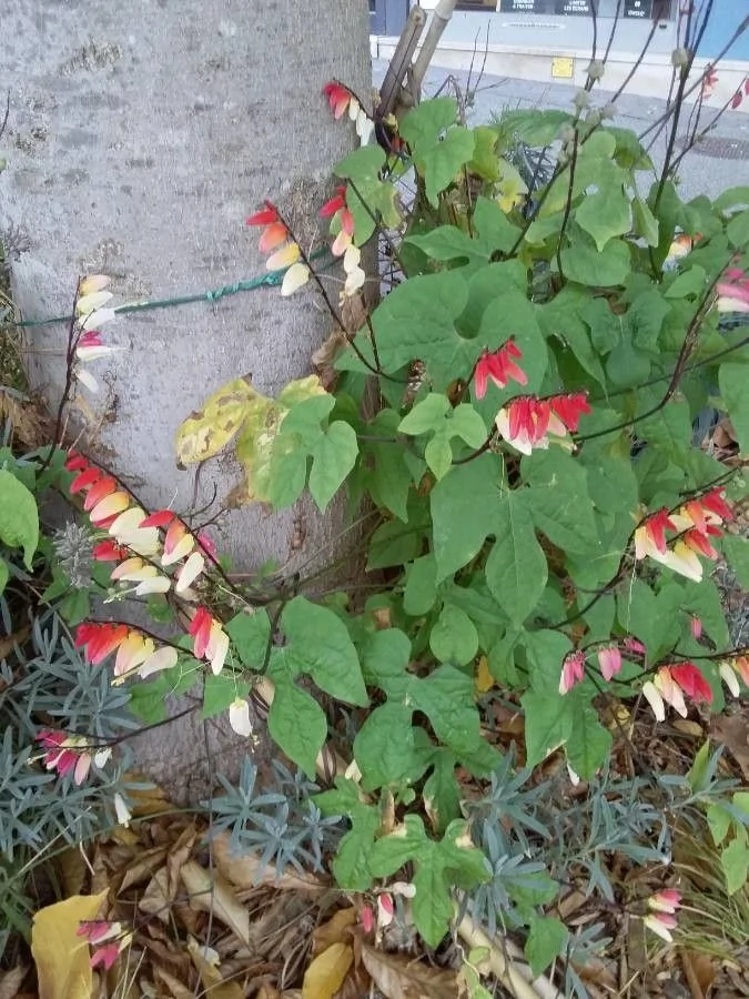 Mina lobata — port