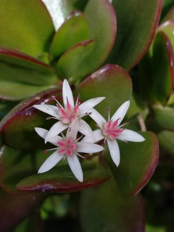 Crassula — fleur