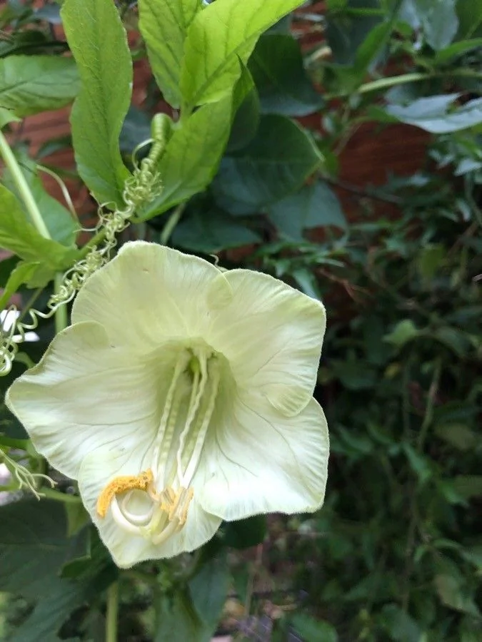Cobée — fleur