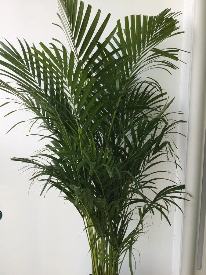 Areca — feuillage