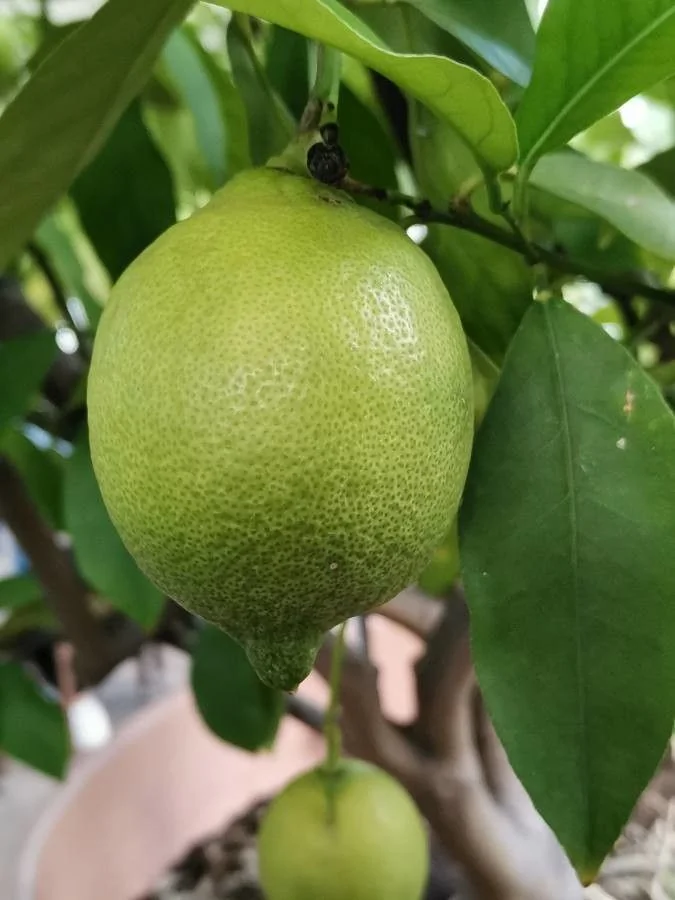 Citronnier — fruit