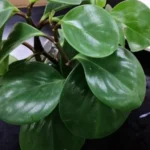 Peperomia — port