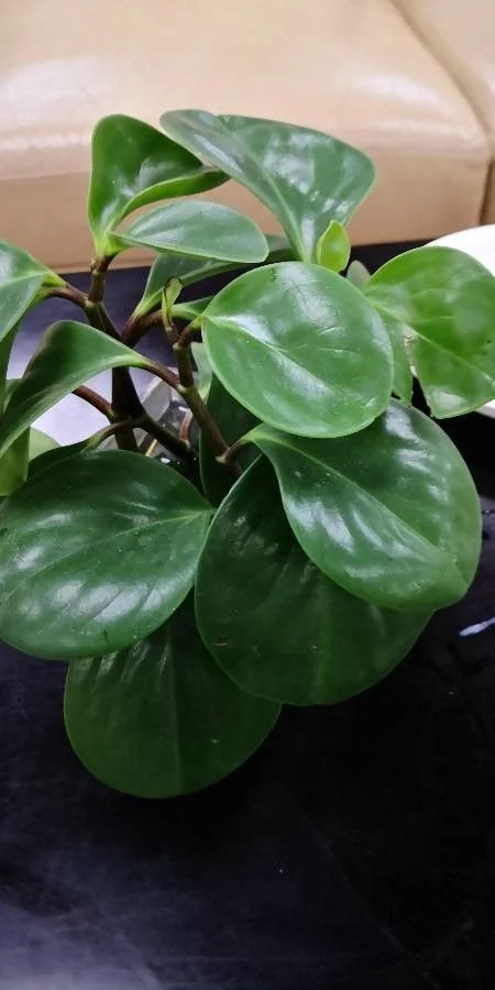 Peperomia — port