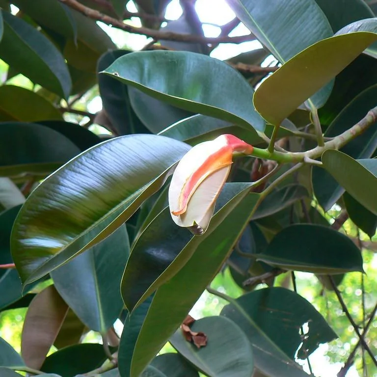Ficus elastica — port
