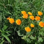 Eschscholzia — port
