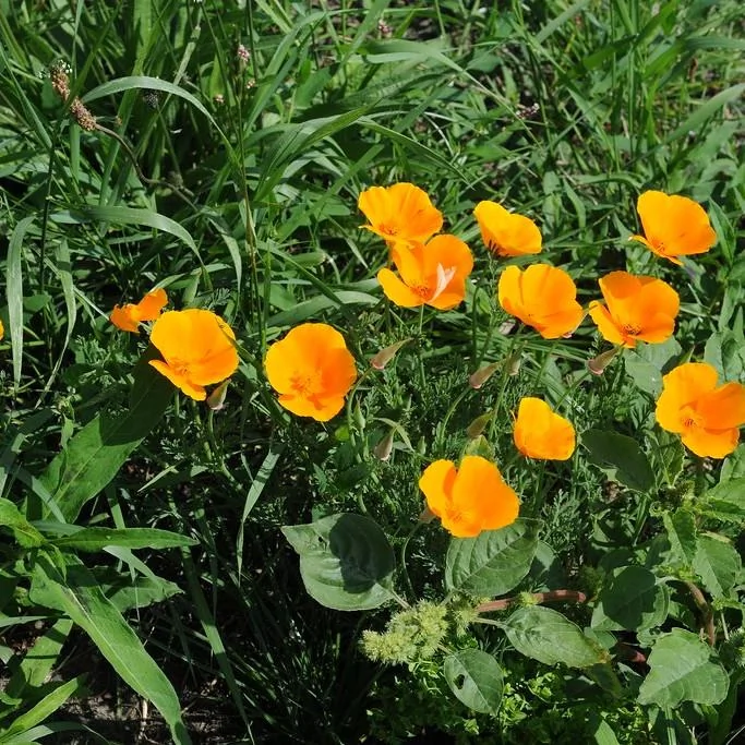 Eschscholzia — port