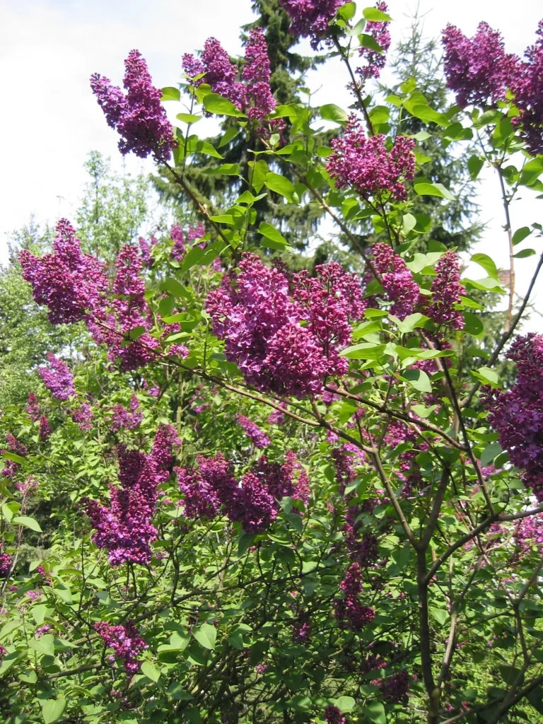 Lilas — port