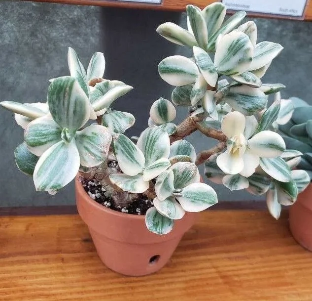 Crassula — port