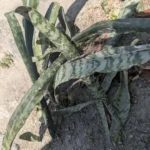 Sansevieria — observation