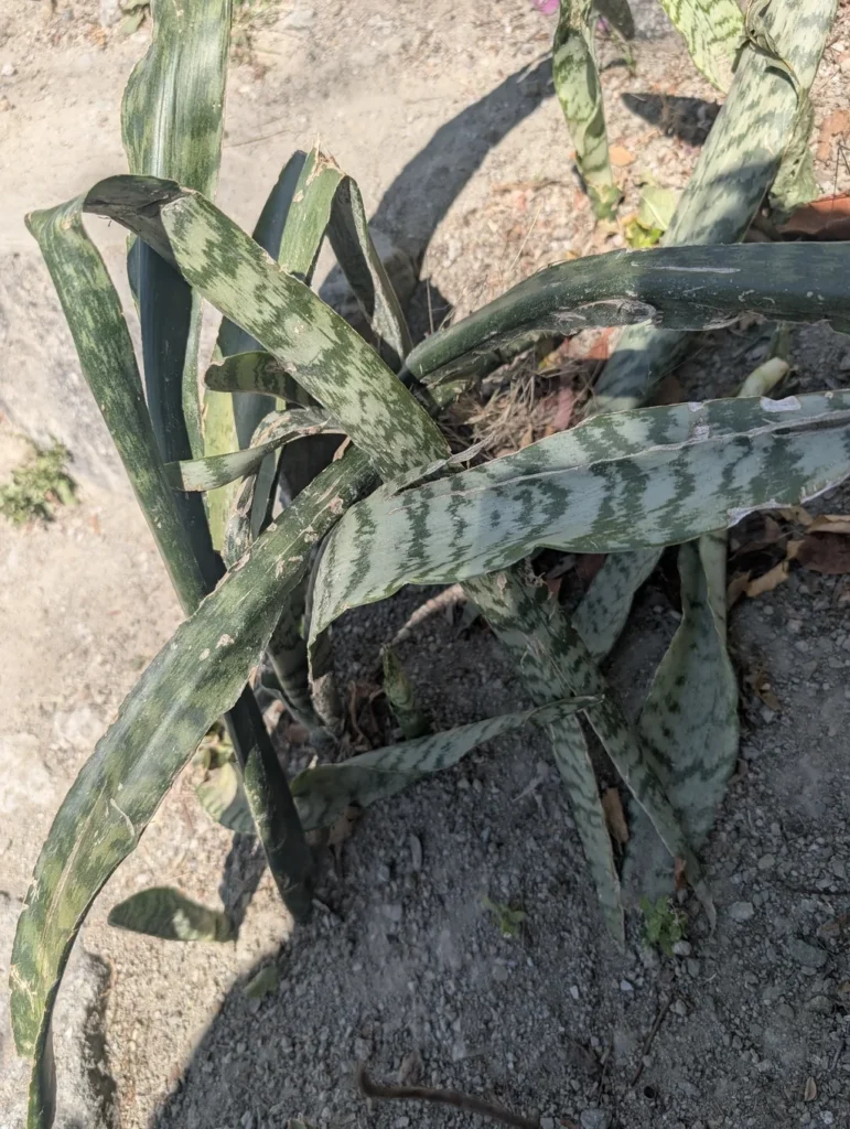 Sansevieria — observation