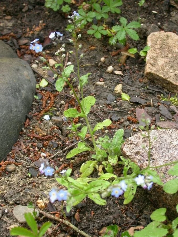 Myosotis — port