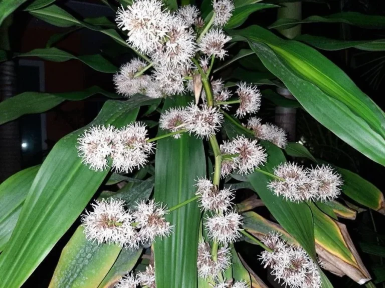 Dracaena — fleur