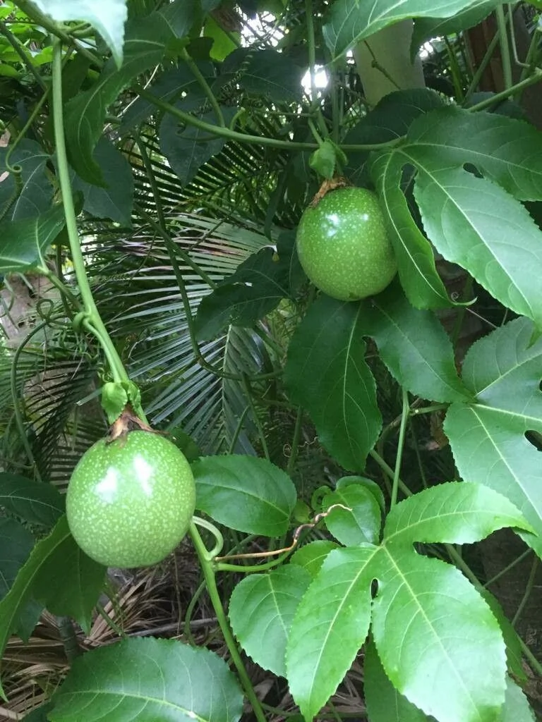 Passiflore comestible — fruit
