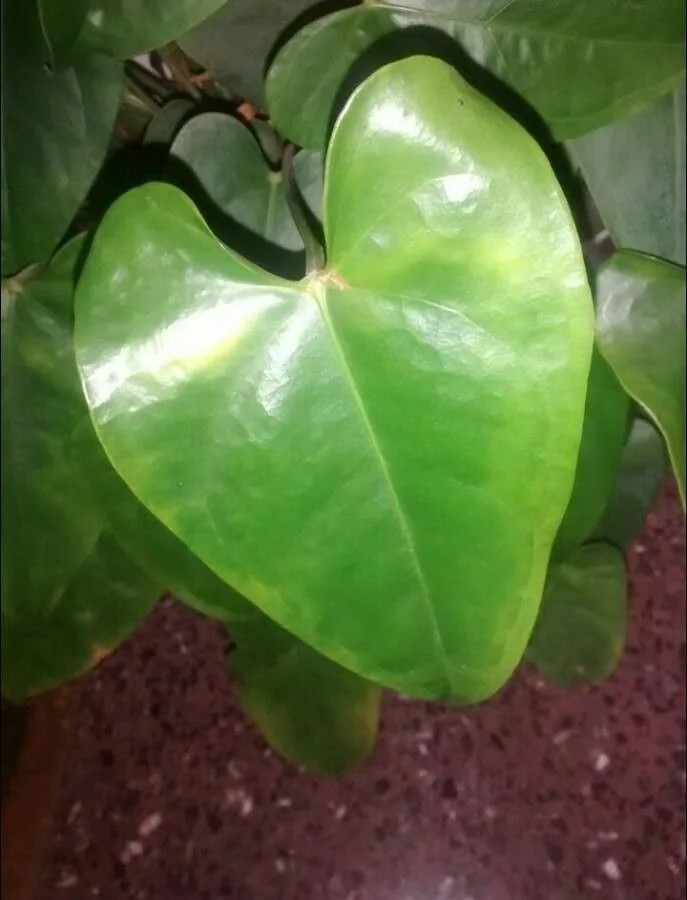 Anthurium — feuillage