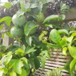 Passiflore comestible — port