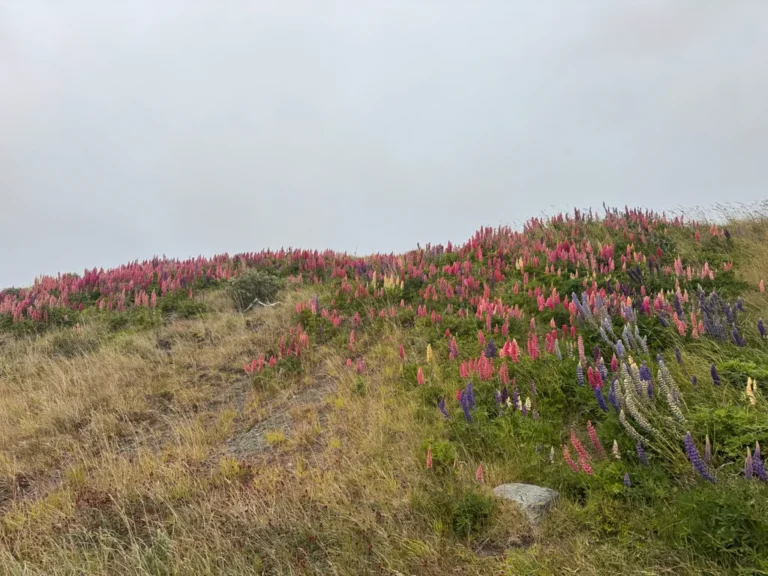 Lupin — observation